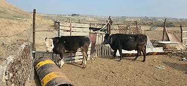 Inəklər, öküzlər: Satılır: inək və buzovlar salam hər vaxtı xeyir olsun bu şəkildə — 11