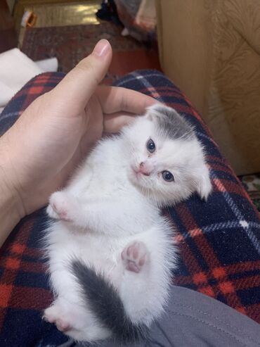 кошка шотландский: Скотиш Фолд (Шотландская вислоухая), 1 месяц, Мальчик, Белый