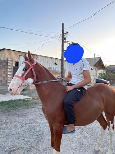 Лошади, кони: На продажу жеребчик возрост 12 месяцев породы дончак