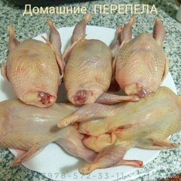 Мясо, рыба, птица: Перепёлки крупные тушки качество отлмчное купить можно в