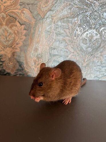 Крысы: Ручные, милые крыски ищут заботливых хозяев. Умные и воспитанные