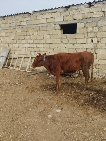 Dana, buzov: Dana, buzov, Dişi, ay: 1, Südlük, Ünvandan götürmə — 6