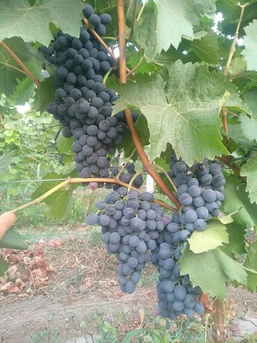 Другие продукты питания: Qara üzüm toylar üçün sifariş edə bilərsiniz ünvan Tovuz 70 qepik