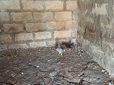 mor rəng: Salam. Hamısı tam sağlam heyvanlardır. Tutulma falan deyil. Hamısı — 6