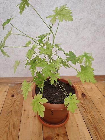 ətirşah bitkisi: Salam ətirşah gülü satılır - Növ: Ətirli yarpaqlı pelargonium — 1