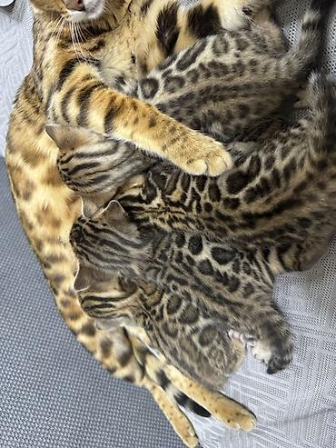 Продажа кошек: Бенгальская, 1 месяц, Мальчик at lalafo.kg — 4 Продажа кошек: Бенгальская, 1 месяц, Мальчик — 4