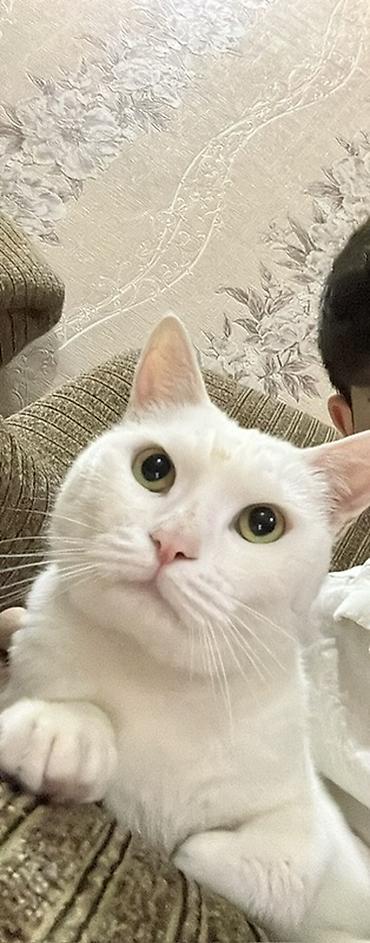 angora pişik: Ağ pişik – ev pişiyi - Rəngi: Tam ağ, qısa və yumşaq tüklü - Gözləri — 1