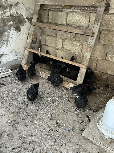 meşə toyuğu: Toyuq, Damazlıq — 8