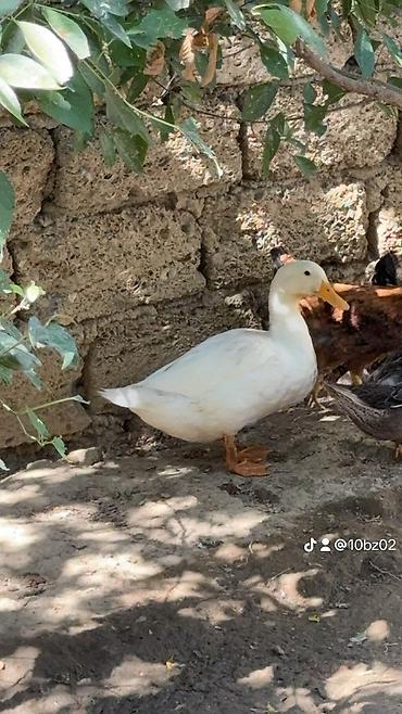 hinduşka kanada: Pekin ördəyi satılır cavandı yumurtaya düşmüyüb — 3