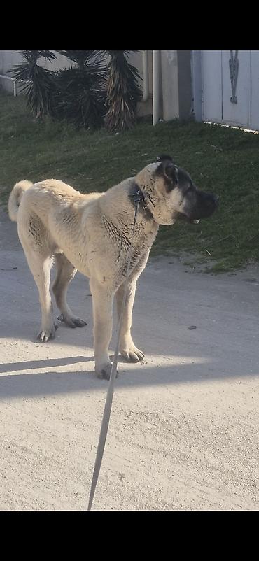 kanqal balasi satilir: Kanqal, 8 ay, Erkək, Peyvəndli, Ödənişli çatdırılma — 1