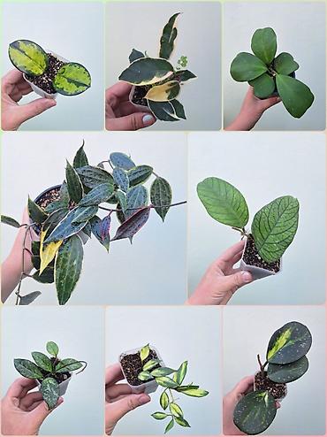 Хойялар: 🌿 Хойи разных сортов в продаже. Названия сортов и цены указаны на — 1
