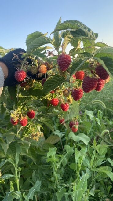 где можно купить саженцы малины в бишкеке: Малина
