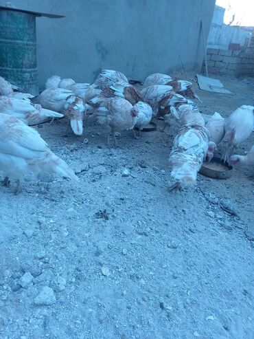 Hinduşka: Öz həyətimdə saxladığım hinduşkalar ətlik və damazlikdir. 60.manatdan — 4