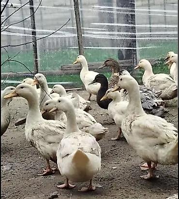 bildircin qiyməti: 24 ördək 20 fere 4 erkək hal hazırda yumurtayirlar qiymət 12 manat — 3