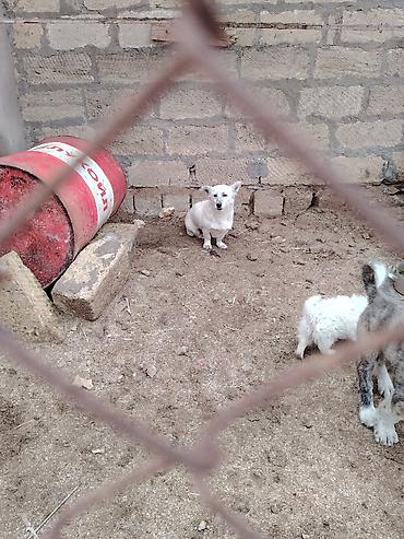 pomeranian boo satilir: Zvonok, 1 il, Dişi, Peyvəndli, Ünvandan götürmə — 6