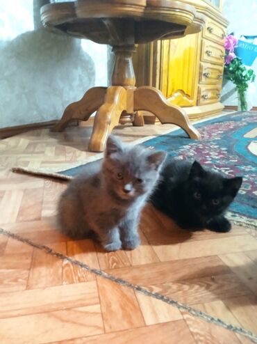 серые коты: Срочно в добрые руки 2 девачки одна серая другая черная!