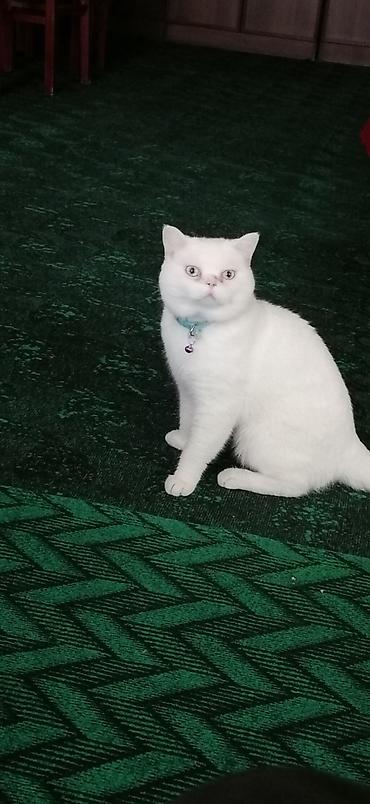 etibarli əllərə pişik: Britan, Erkək, Yaxşı əllərə, Ödənişli çatdırılma — 5