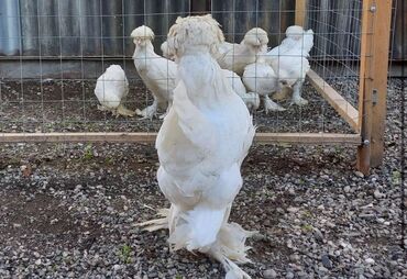 купить домашних курей: Продам пару султанок