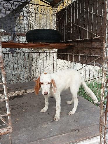 bala dana: Ov iti – İngilis setter tipli balaca - Cins: setter tipli ov iti - — 4