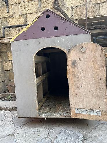 göyerçin yuvası: Salam hər kəsə möhkəm materialla yiğilmiş tam əla vəziyyətdə yuva — 3