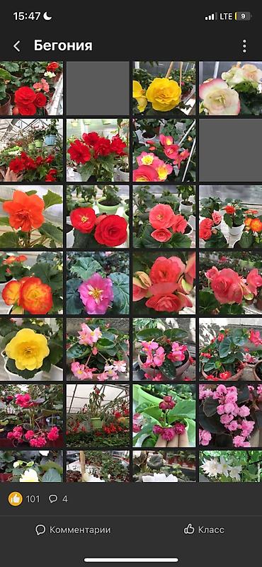 Другие виды семян и саженцев: Бегония, есть разные сорта — 5