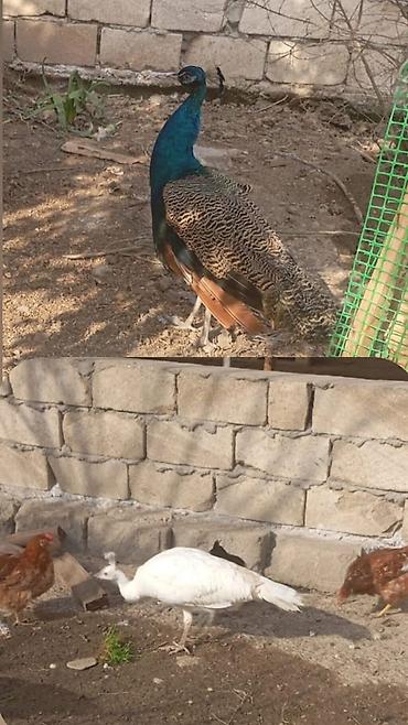hind quwu: Məhsul: Tavus quşları (cüt) - Növ: Hind tavusu (peafowl) – biri — 1