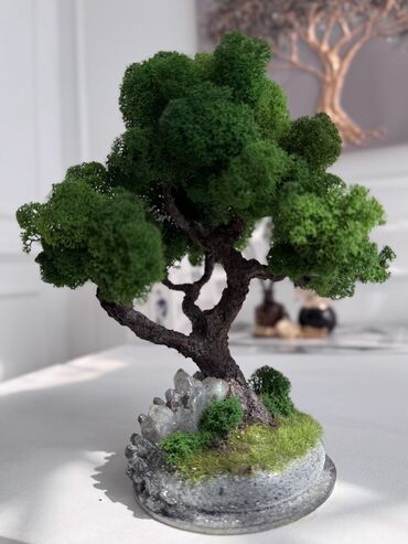 Декоративные цветы: Бонсай ручной работы из натурального стабилизированного мха от 1500 — 10
