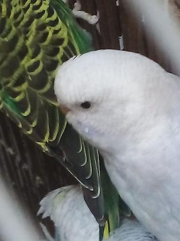 Tutuquşları: Bala Valnisti 9azn Boş qəfəs 9azn 1 bala quş +Qəfəs +Suqabı+Yemqabı — 15