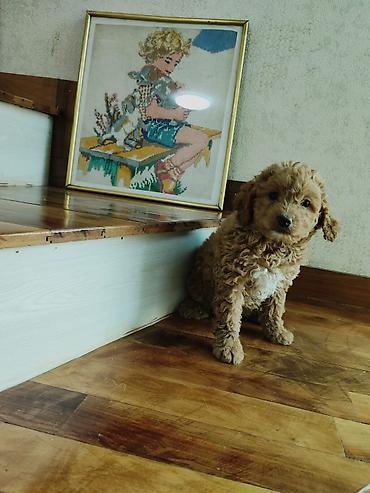 İtlər: Pudel — 1