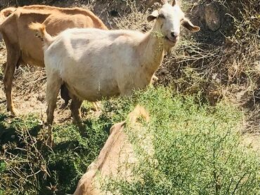 Digər kənd təsərrüfatı heyvanları: Cəmisi 16 sani keçisidir onlardan 6 tısı erkek 10 dişi hal hazırda — 10