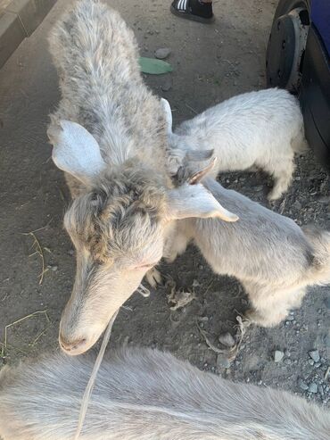нубийский козы: Продаю | Коза (самка) | Зааненская | Для молока