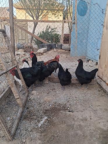 Toyuqlar: Toyuq, Australorp, Yumurtalıq — 2
