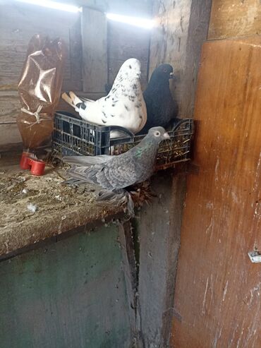 Птицы: Продаю голубей не гоненые сидят в заперти. 1000 один. кинги пара 6000