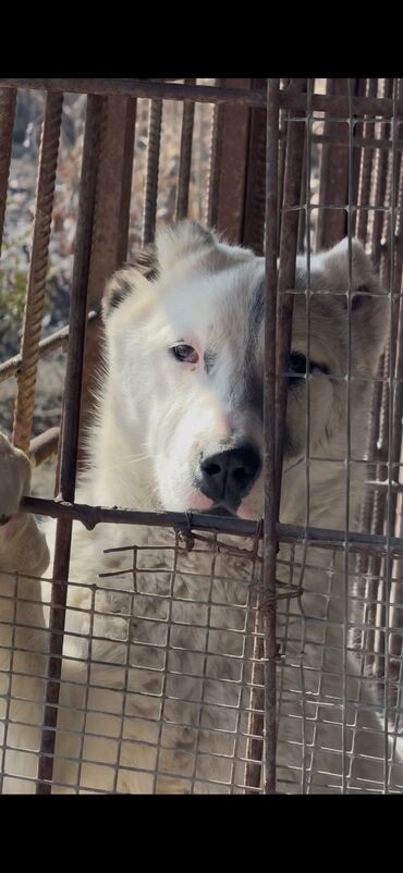 Продажа собак: Алабай, 1 год, Самка, С прививкой