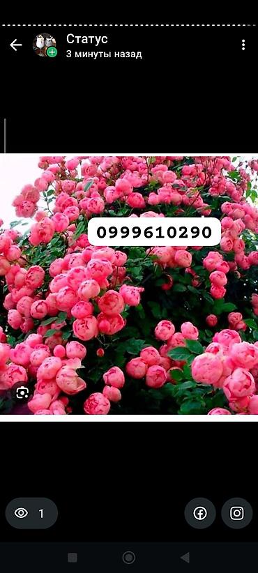 Rose saplings: Саженцы роз в контейнерах - Ассортимент садовых роз (разные сорта и — 4