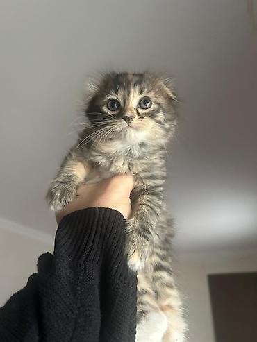 Pişiklər: Şotland, Erkək, Dişi — 28