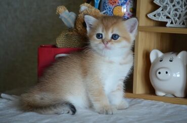 Pişiklər: Qızıl şinşilla, Erkək, Dişi, Ünvandan götürmə — 3