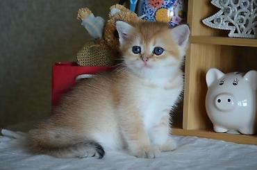 Pişiklər: Qızıl şinşilla, Erkək, Ünvandan götürmə — 3