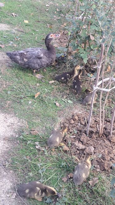 Ördəklər: Dişi, | Macar, Damazlıq, Pulsuz çatdırılma — 3