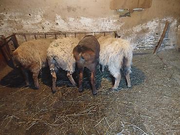 Баран, овца: Продаю | Ягненок | Полукровка | Для разведения | Матка — 14