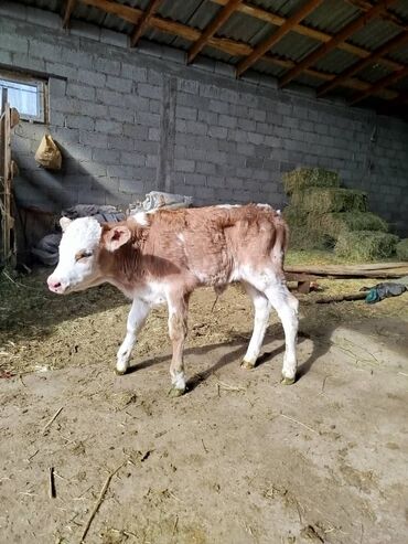 чихуахуа супер мини: Сатам | Кунаажын