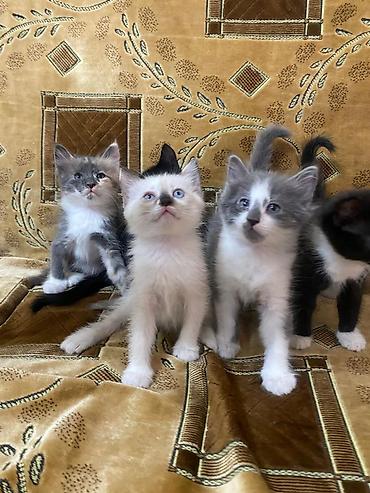 Милые, чистоплотные котята в добрые руки! Приручены к лотку