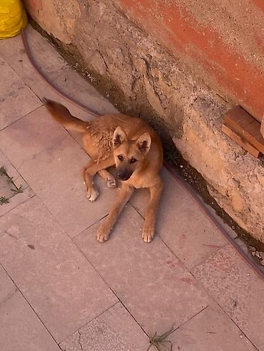 golden retriever golden: Alman çoban iti, 5 ay, Erkək, Peyvəndli, Ünvandan götürmə — 3