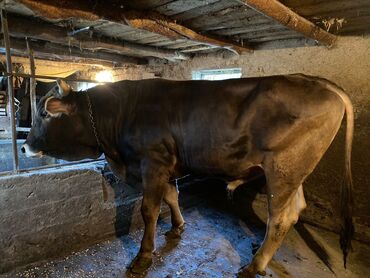 бычок продаю: Продаю | Бык (самец) | Швицкая | На откорм, На забой, Для разведения | Искусственник