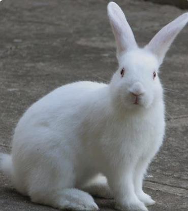 albino: 2 dovşan 20 manat. ag və qara. Məhsul: Dekorativ dovşanlar - Rənglər — 3