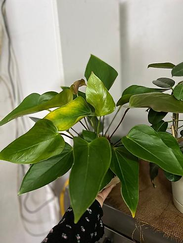 Другие комнатные растения: Представляем ассортимент декоративно-лиственных растений, которые — 17