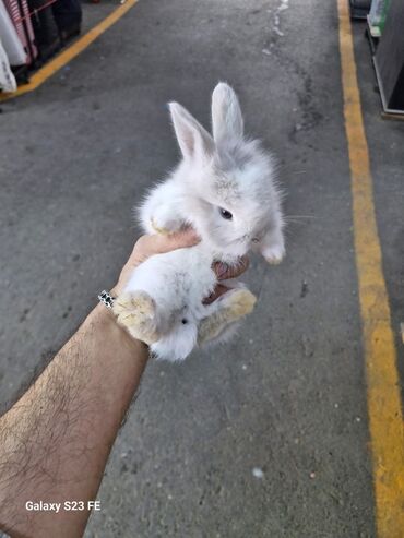 Dovşanlar: Ağ, tüklü karlik dovşan - Cinsi: karlik dovşan/ ev dovşanı - Rəng — 3