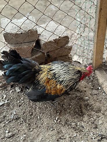 Куры, петухи: Продаю | Куры, Петух | Для разведения — 5