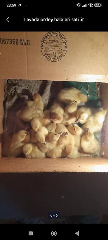 berde mal bazari: Lavada ordey balaları satılır tam arginal hevallardi — 4