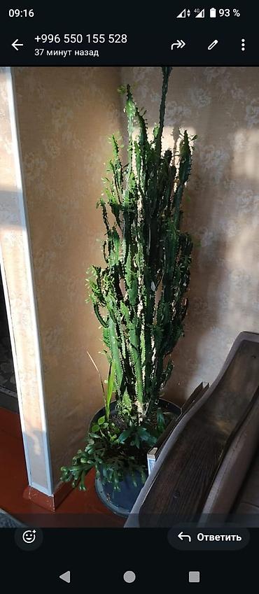 Другие комнатные растения: Комнатные растения — набор 1) Пальма комнатная (вероятно — 4